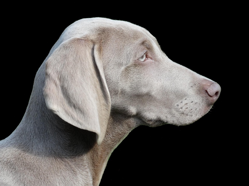 Care Tips for Your Weimaraner: Boost Loyalty and Bonding Time!