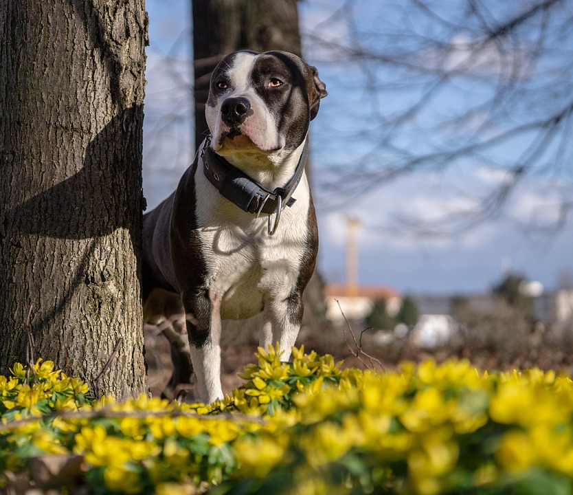 Caring for Your AmStaff: Essential Tips for a Happy, Healthy Companion