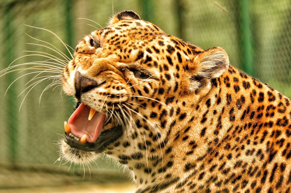 Caring for Your American Leopard Hound: Unique Tips for Happy Pets