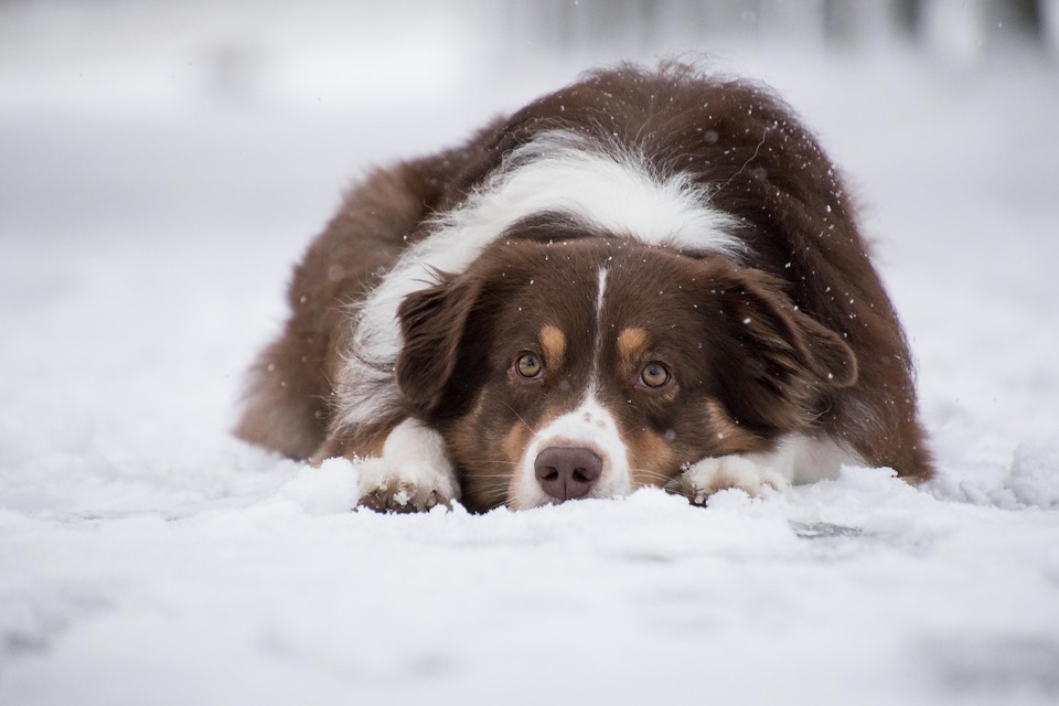 Caring for Your Anatolian Shepherd: Tips for Happy, Healthy Pups