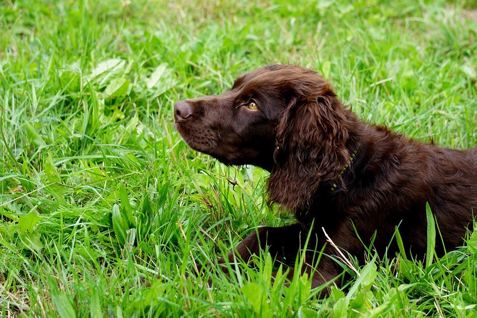 Caring for Your Deutscher Wachtelhund: Tips for a Happy, Healthy Pup