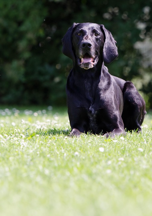 Caring for Your German Shorthaired Pointer: Tips for a Happy Pup
