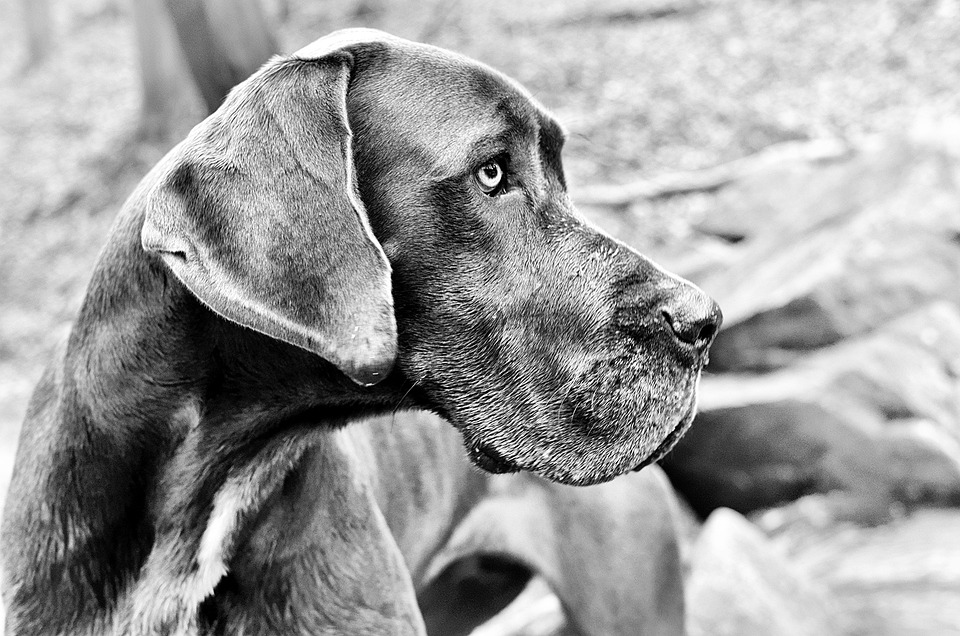 Caring for Your Great Dane: Tips for a Happy, Healthy Companion