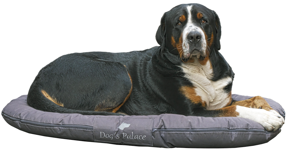 Caring for Your Greater Swiss Mountain Dog: Tips for Happy Paws