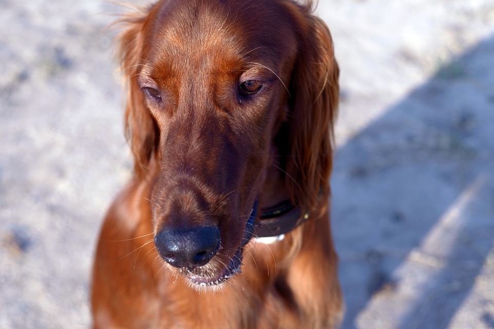 Caring for Your Irish Red and White Setter: Tips for a Happy Life