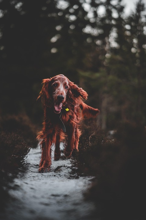 Caring for Your Irish Setter: Essential Tips for Happy Pet Parenting