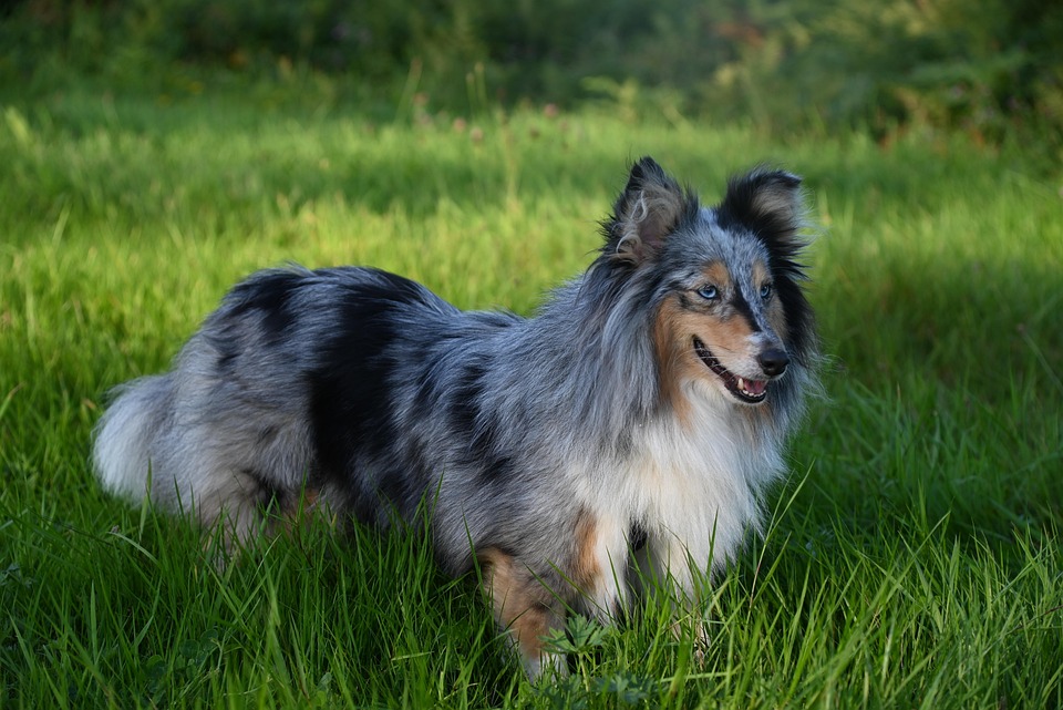 Caring for Your Polish Lowland Sheepdog: Tips for a Happy Pup