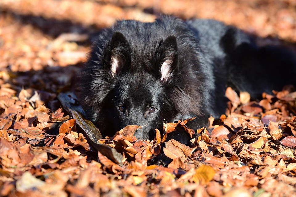 Caring for a Belgian Tervuren: Tips for a Happy, Healthy Pup