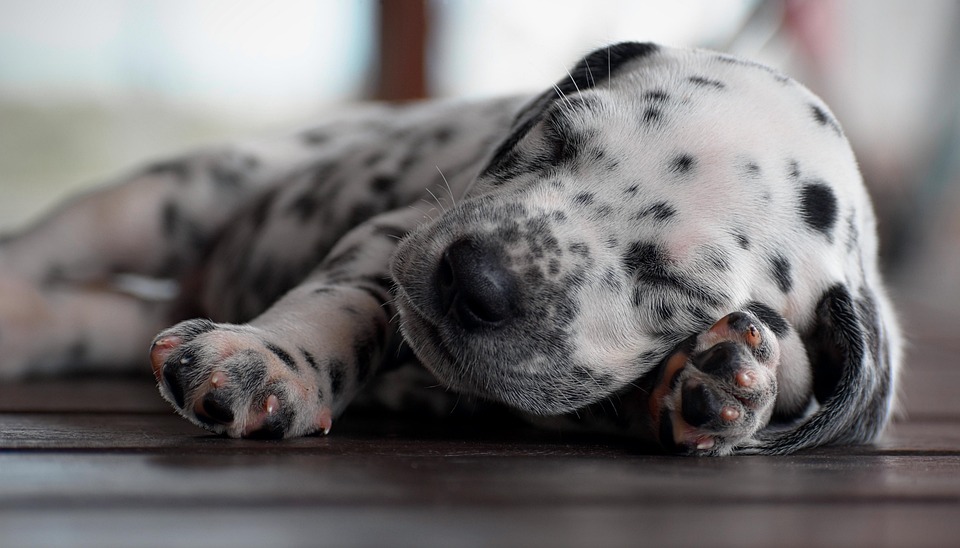 Daringly Distinct: 7 Unique Traits of Dalmatian Companions