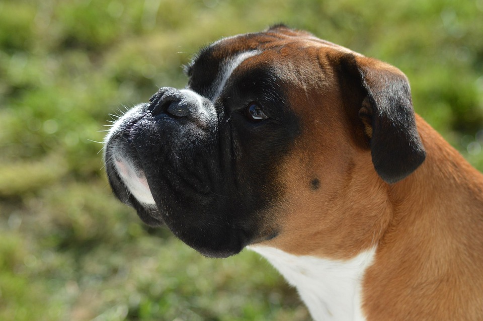 Discover the Amazing Personality of Boxers: Love and Care Guide