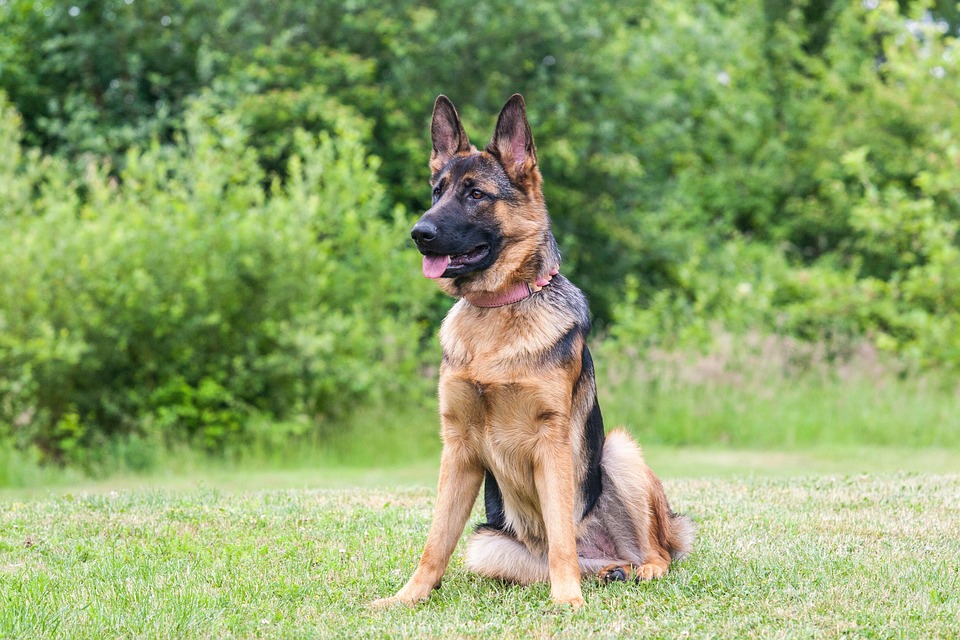 Discover the Heart of Anatolian Shepherds: A Unique Bond Awaits