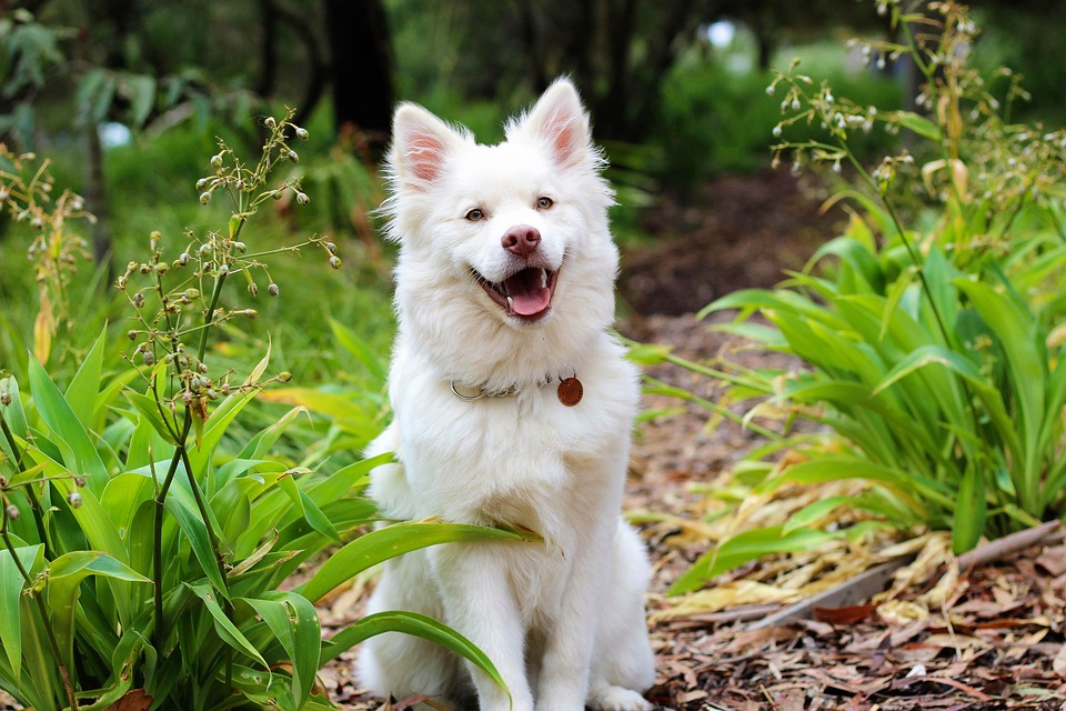 Discover the Unique Charm of Finnish Lapphunds: A Pet Owner’s Guide