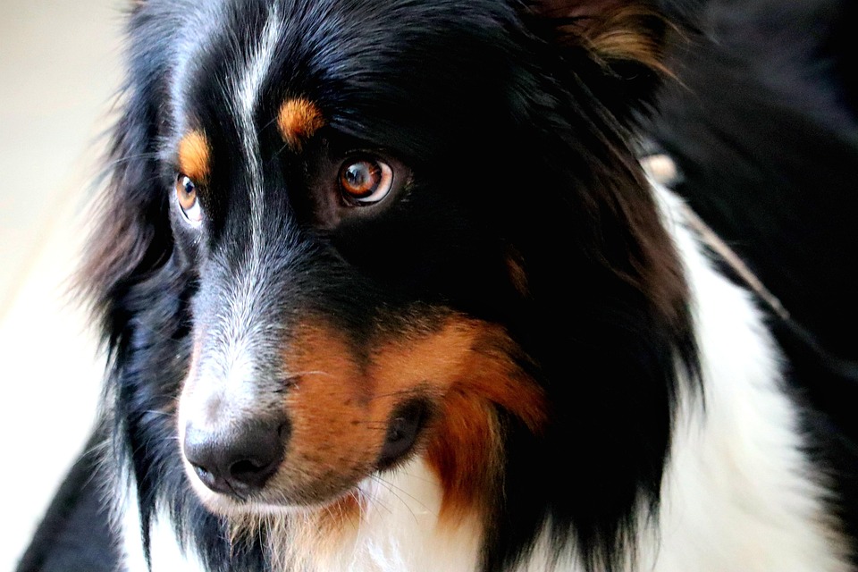 Discover the Unique Traits of Australian Stumpy Tails: Your Next Best Friend!