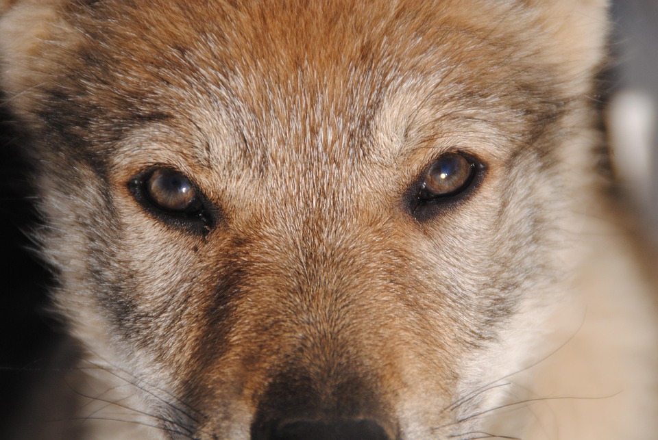 Discover the Unique Traits of the Czechoslovakian Vlciak Dog!