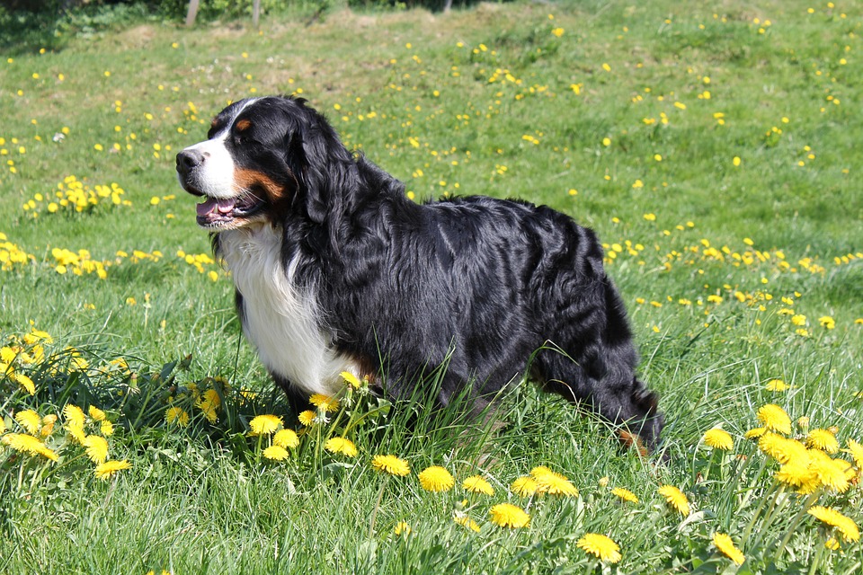 Discover the Unique Traits of the Entlebucher Mountain Dog: A True Family Friend