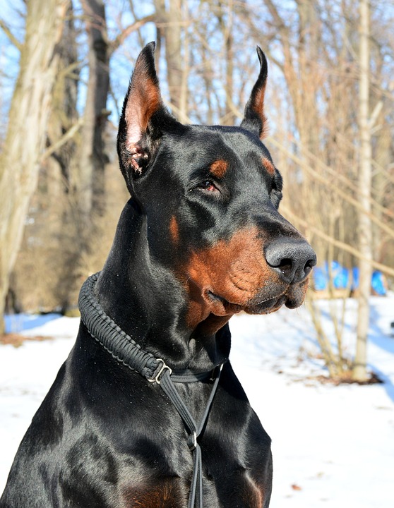 Doberman Pinschers: The Emotional Bonds and Unique Traits Explained