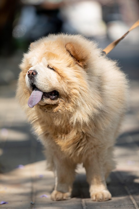 Essential Care Tips for Happy, Healthy Chow Chows: A Complete Guide