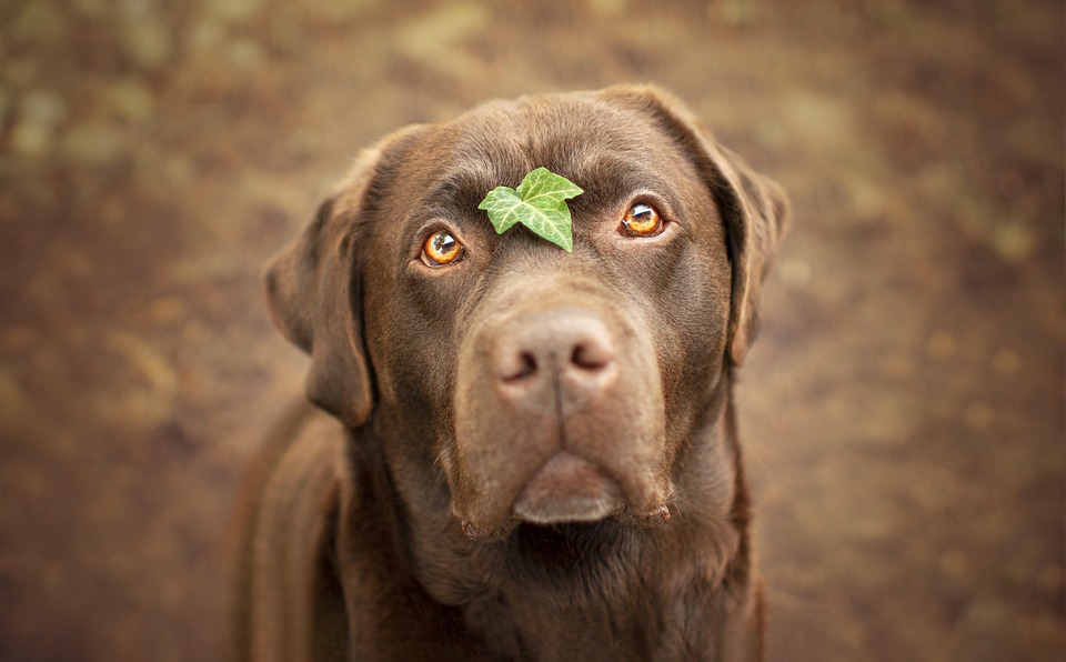 Labrador Care 101: Tips for a Happy and Healthy Pup