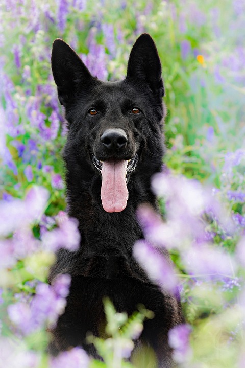 Loyal Guardians: 7 Amazing Traits of the Anatolian Shepherd
