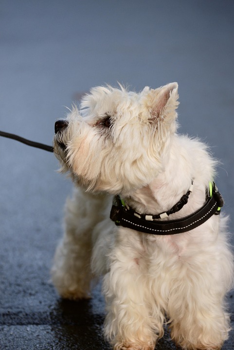 Mastering Westie Care: Tips for a Happier, Healthier Pup