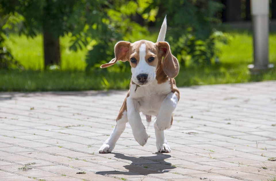 The Affectionate Beagle: Essential Care Tips for Happy Owners