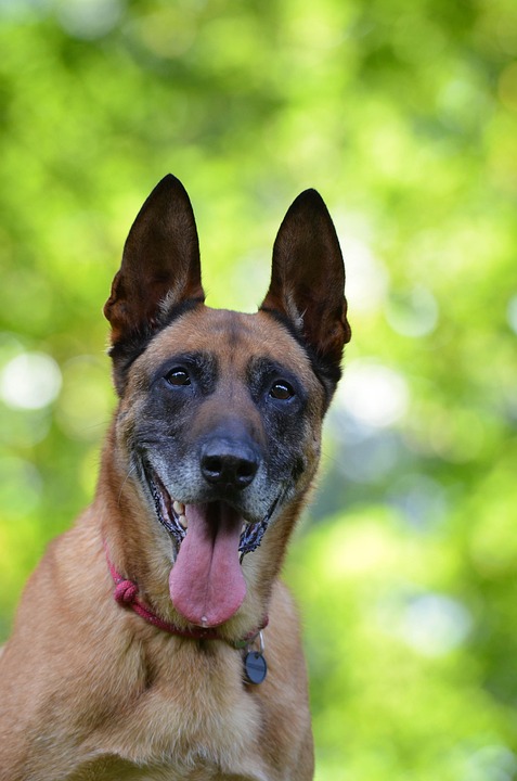 Top 10 Reasons the Belgian Malinois Will Steal Your Heart
