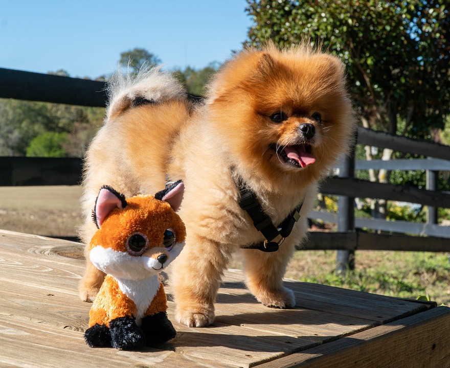 Top 7 Care Tips for Your Playful Pomeranian Companion