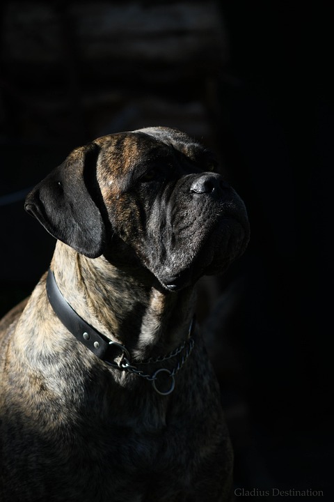 Top Care Tips for Your Cane Corso: A Loving Companion Awaits!