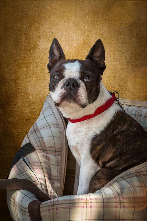 Uncover the Unique Quirks of Boston Terriers: A Lovable Adventure