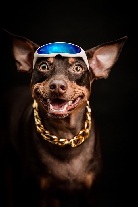 Uncovering the German Pinscher: Unique Traits That Steal Hearts