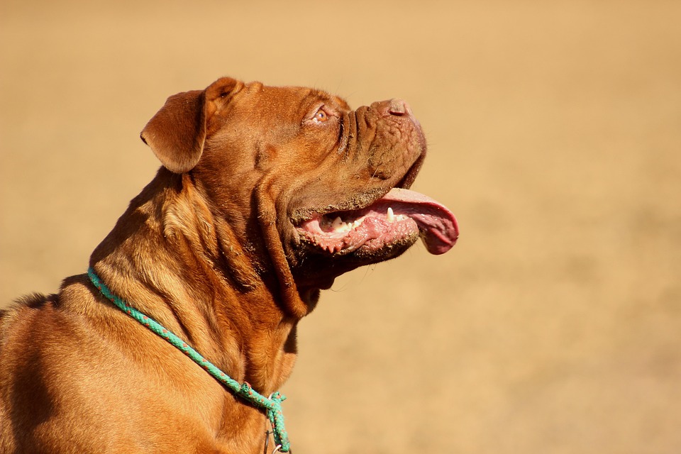 Uncovering the Unique Traits of the Affectionate Dogue de Bordeaux