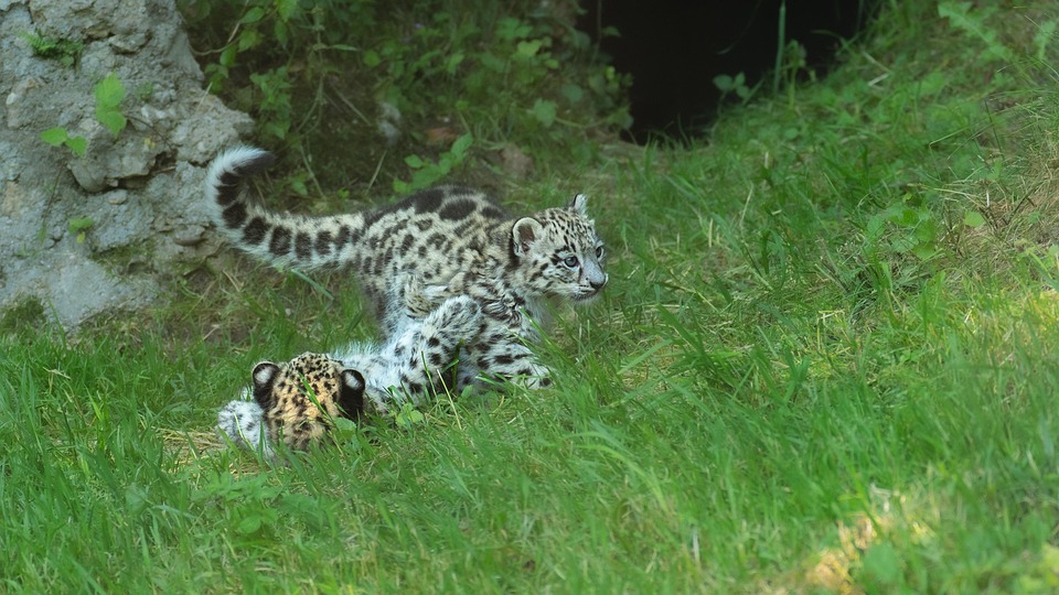 “Unleashing Joy: Care Tips for Your Charming American Leopard Hound”