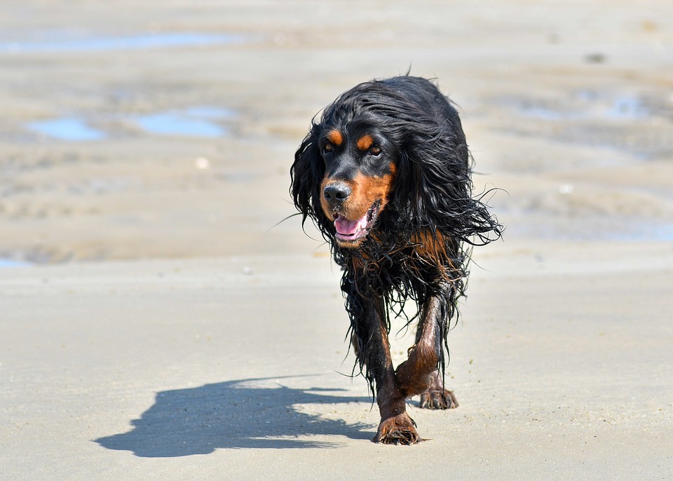 Unleashing Joy: Why Gordon Setters Make Perfect Family Pets