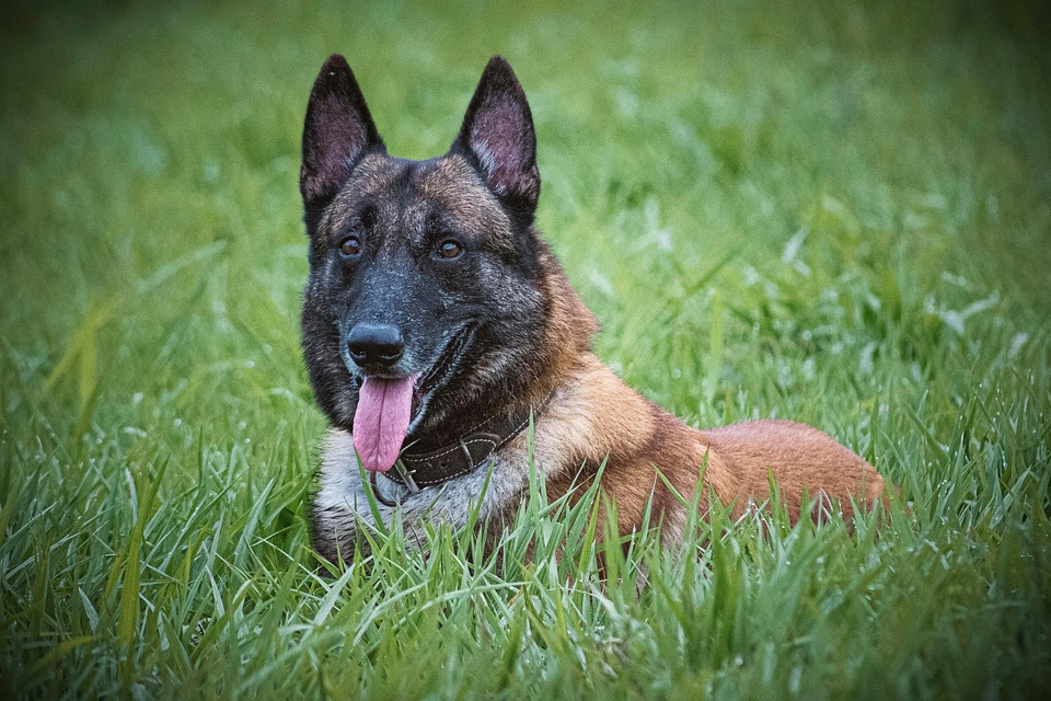 Unleashing Love: The Loyal Nature of Belgian Tervurens