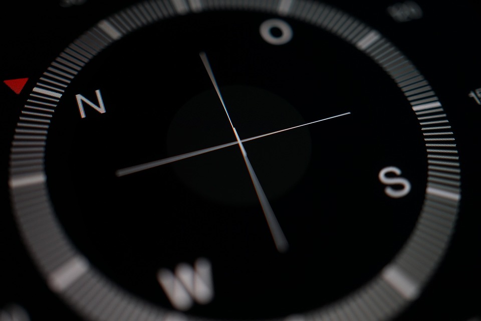 Unlock the Joy: Emotional Benefits of Owning a Slovakian Wirehaired Pointer