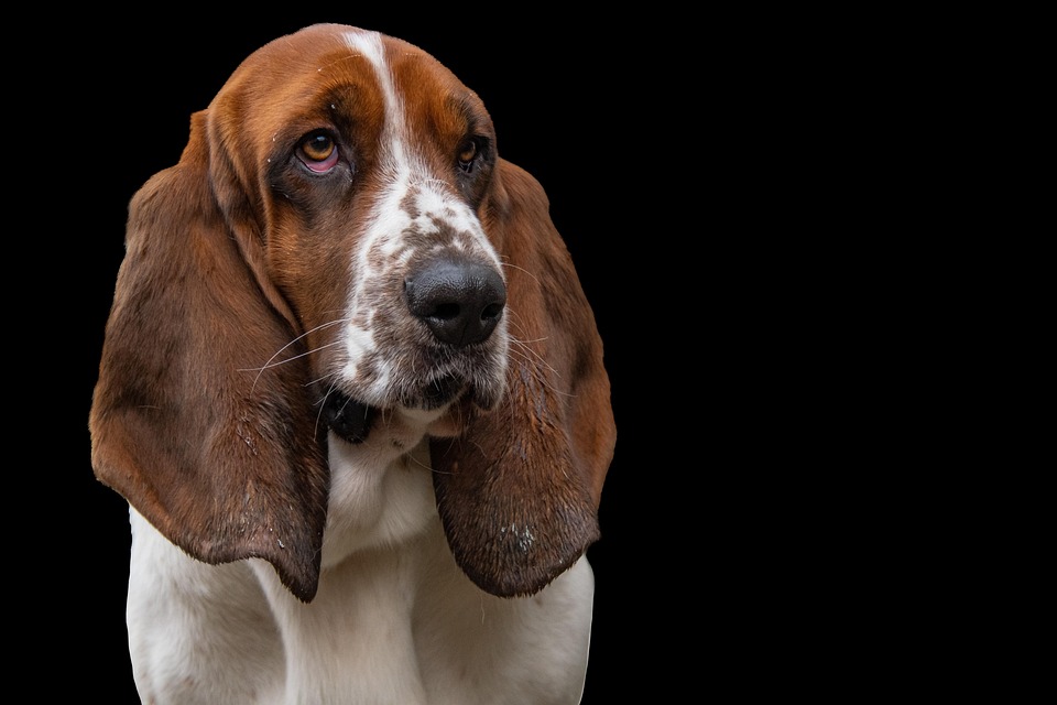 Why Afghan Hounds Are the Perfect Pals: Personality and Care Tips