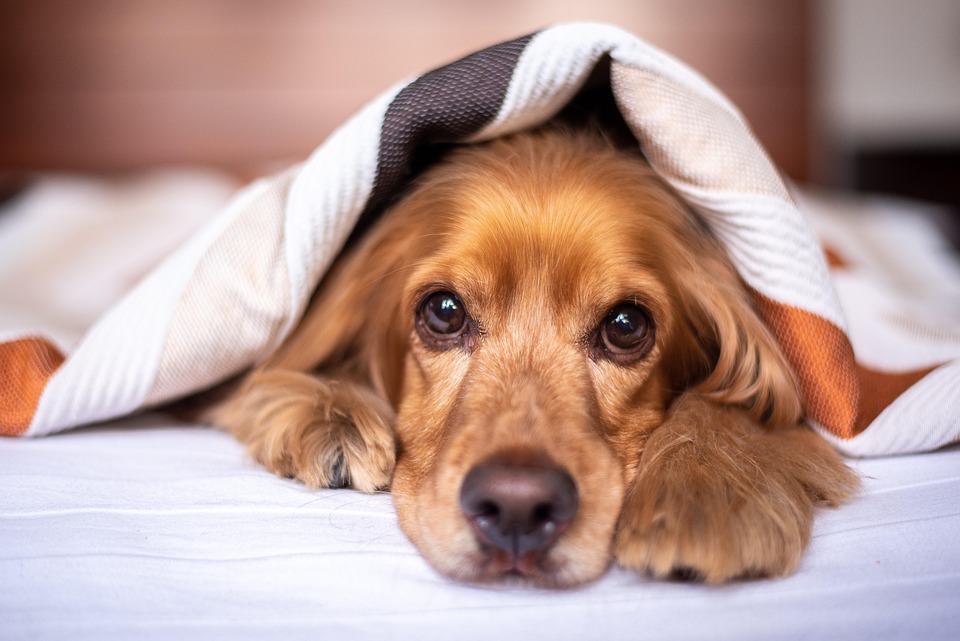 Why American Cocker Spaniels Make Perfect Family Pets: Top Tips!