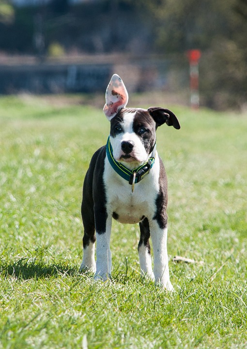 Why American Staffordshire Terriers Make the Perfect Family Companions