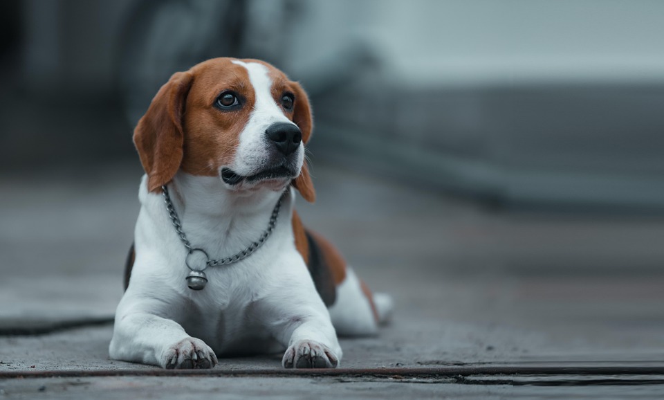 Why Beagles Are the Ultimate Family Pets: Love, Fun, and Loyalty