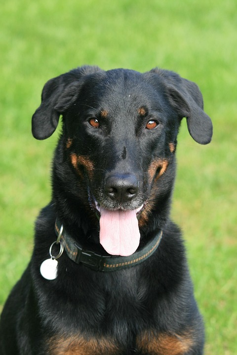 Why Beaucerons Make Incredible Family Dogs: Traits You’ll Love!