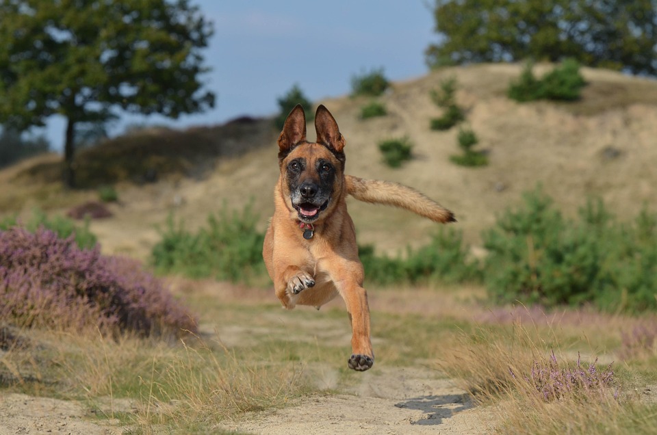 Why Belgian Laekenois Dogs Make the Perfect Family Pet: Traits & Benefits