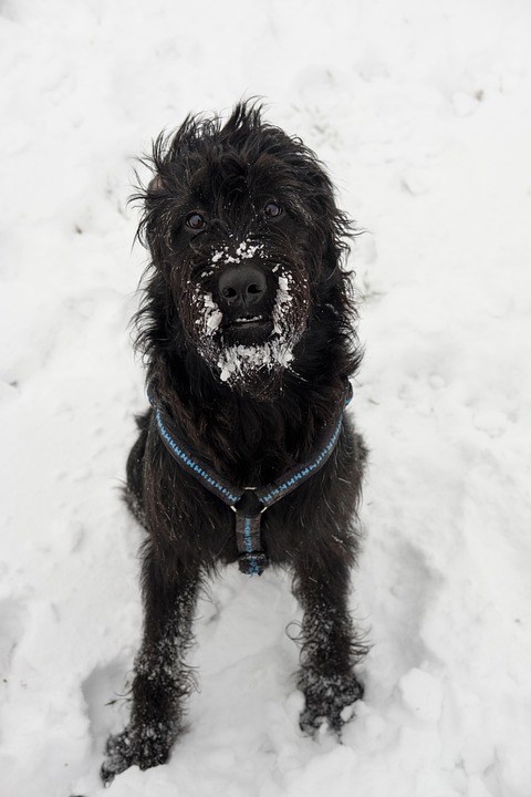 Why Giant Schnauzers Make the Ultimate Emotional Support Pets!