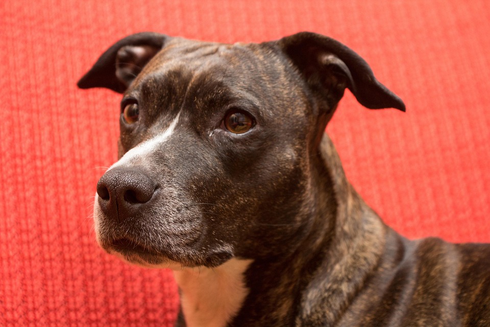 Why the American Hairless Terrier Will Steal Your Heart!