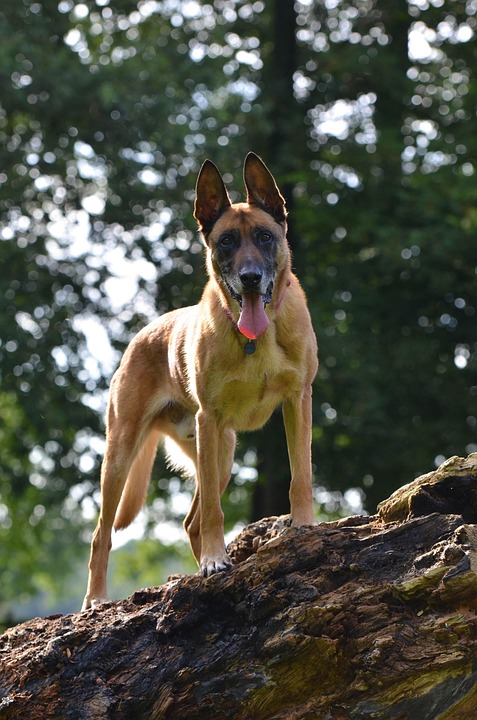 Why the Belgian Malinois Is More Than Just a Pet: Emotional Benefits