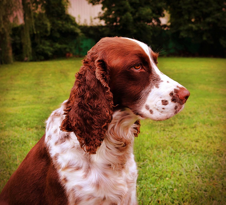 10 Caring Tips for Your Welsh Springer Spaniel's Happy Life
