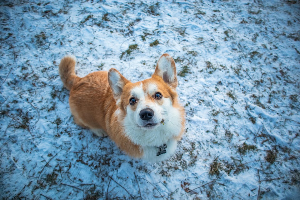 10 Irresistible Cardigan Welsh Corgi Traits Every Owner Will Love