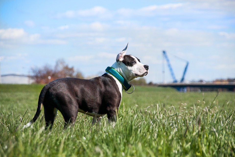 10 Surprising Traits of American Staffordshire Terriers You’ll Love!