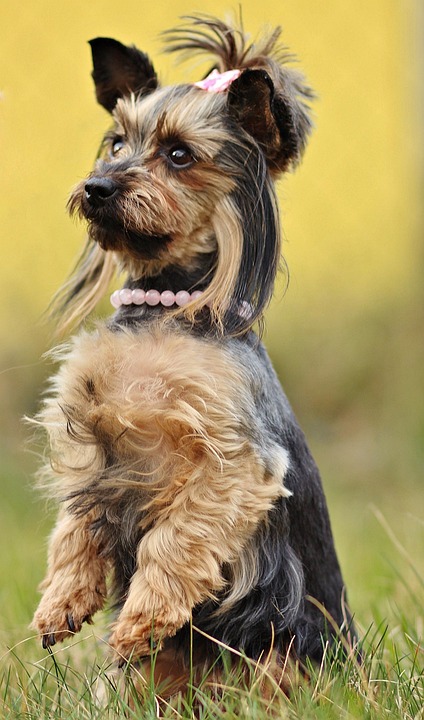 10 Surprising Traits of Yorkshire Terriers That Will Melt Your Heart