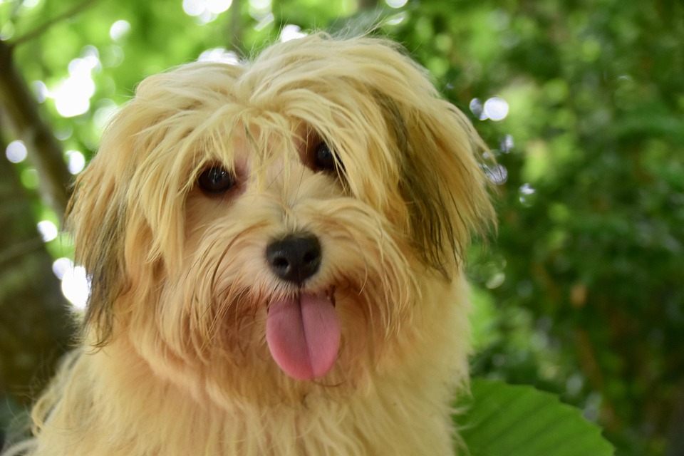 5 Essential Care Tips for Keeping Your Havanese Happy and Healthy