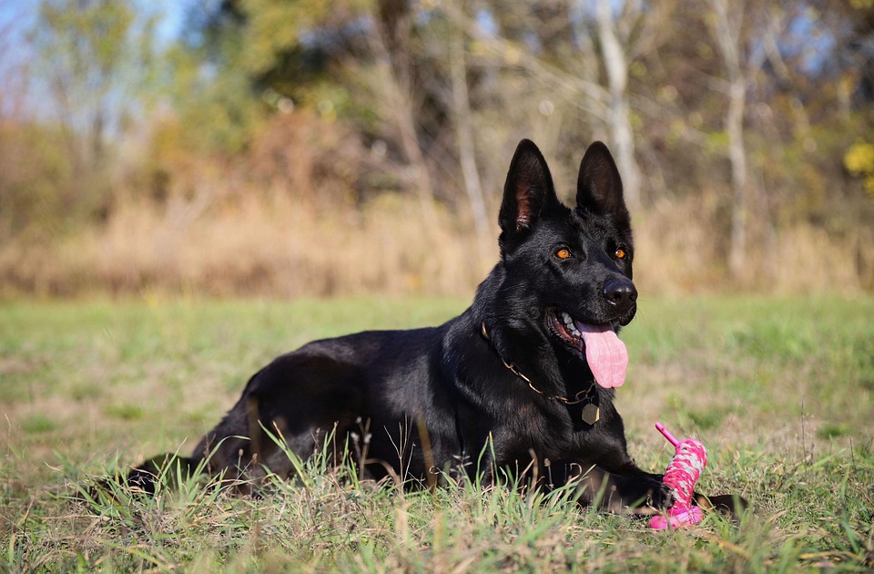 5 Reasons Why German Shepherds Are the Ultimate Family Protectors